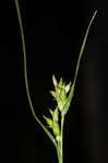 Eastern narrowleaf sedge